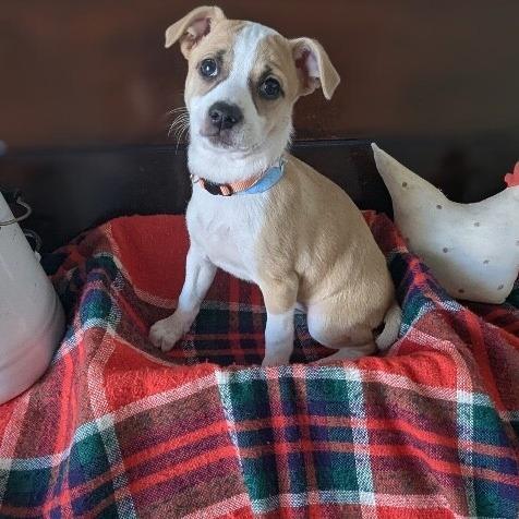 Camille, a Adoptable mixed breed in Alma, WI image 4/6