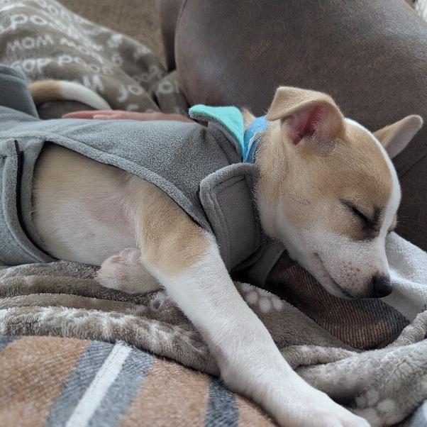 Camille, a Adoptable mixed breed in Alma, WI image 5/6