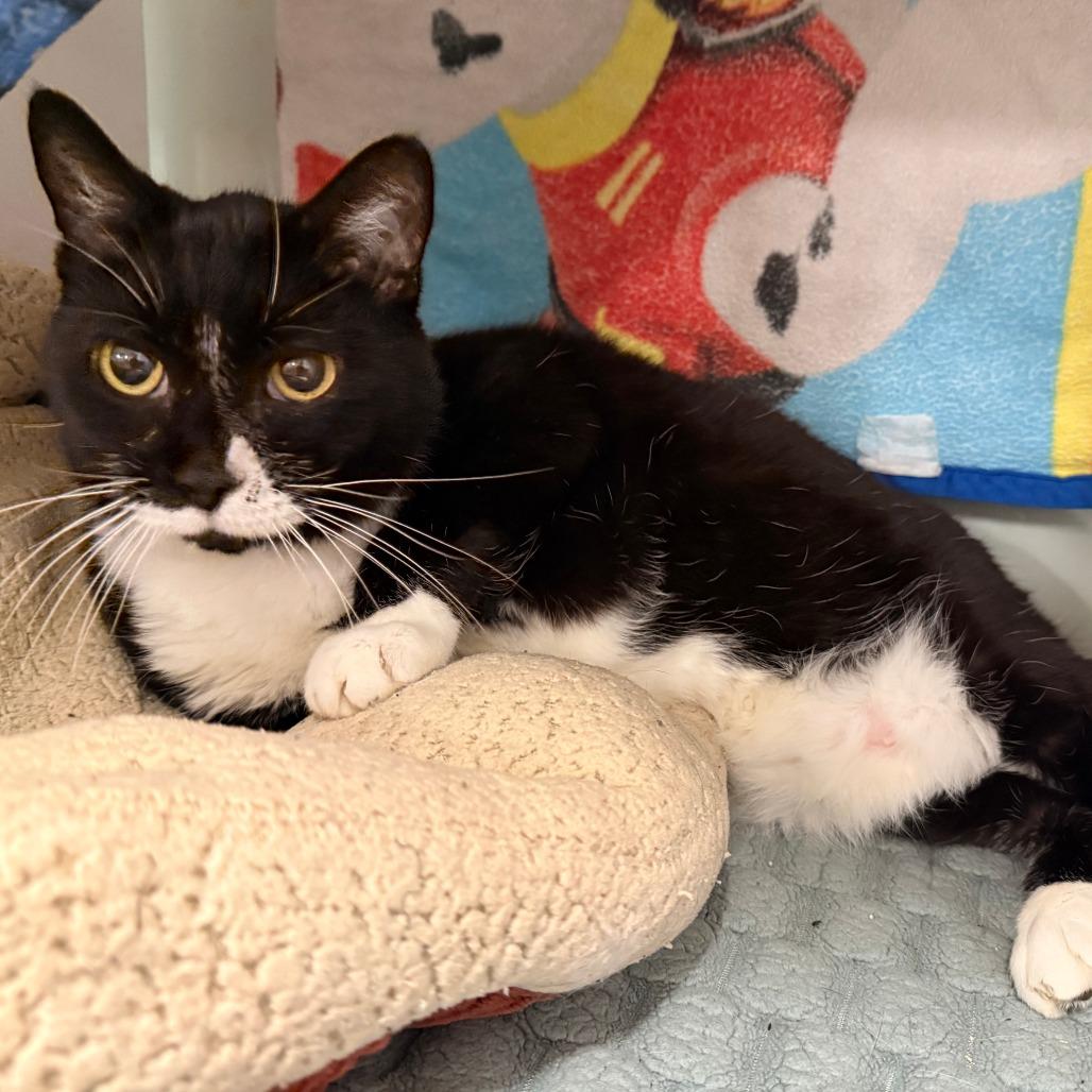 Bently, Adoptable, Senior Male Domestic Short Hair & Mixed Breed.