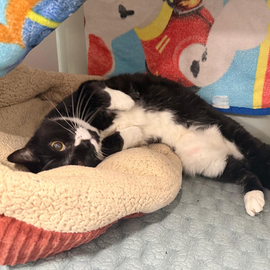 Enlarge Bently, a Adoptable mixed breed in Saint Cloud, MN image 4/6