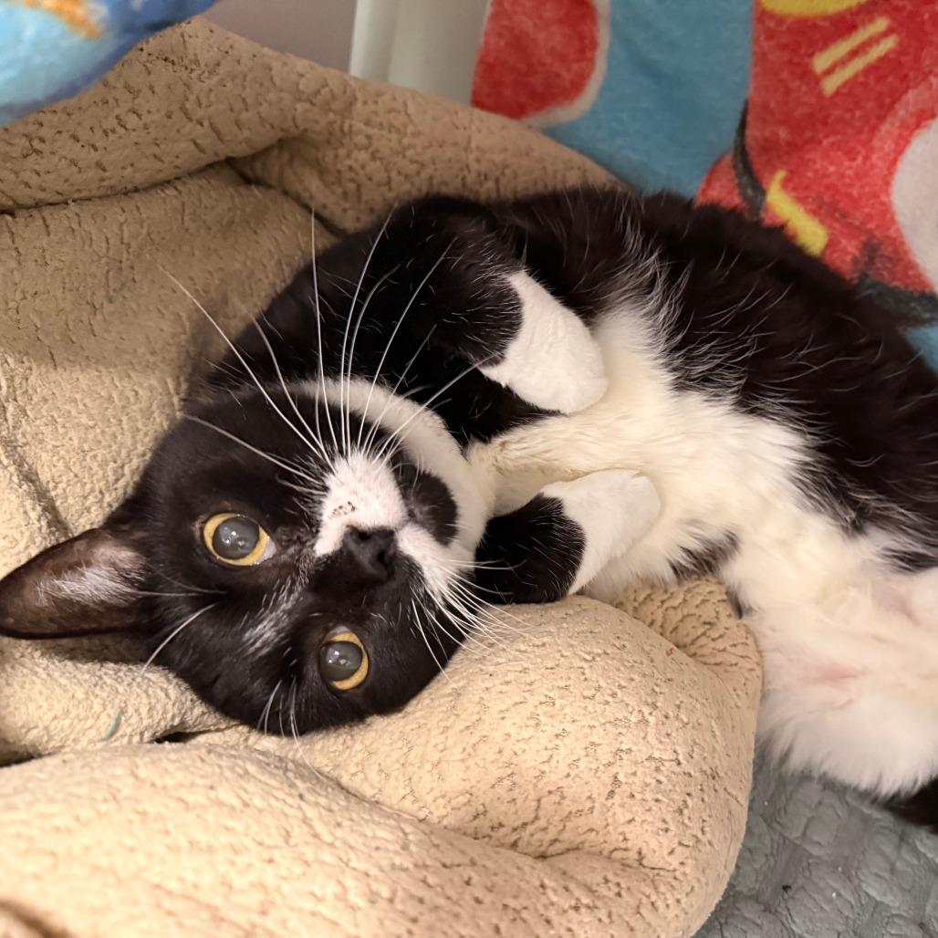 Enlarge Bently, a Adoptable mixed breed in Saint Cloud, MN image 5/6