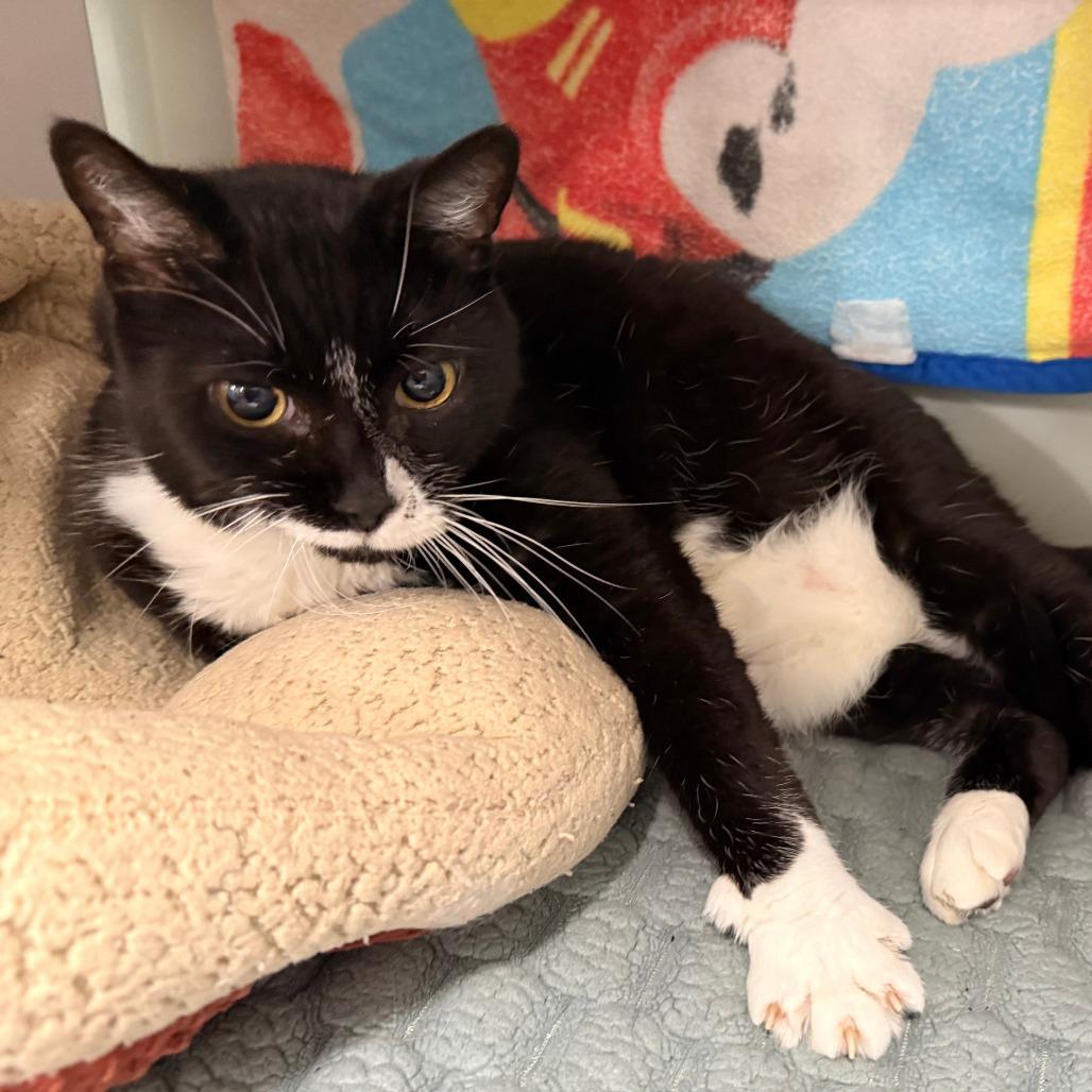 Enlarge Bently, a Adoptable mixed breed in Saint Cloud, MN image 6/6