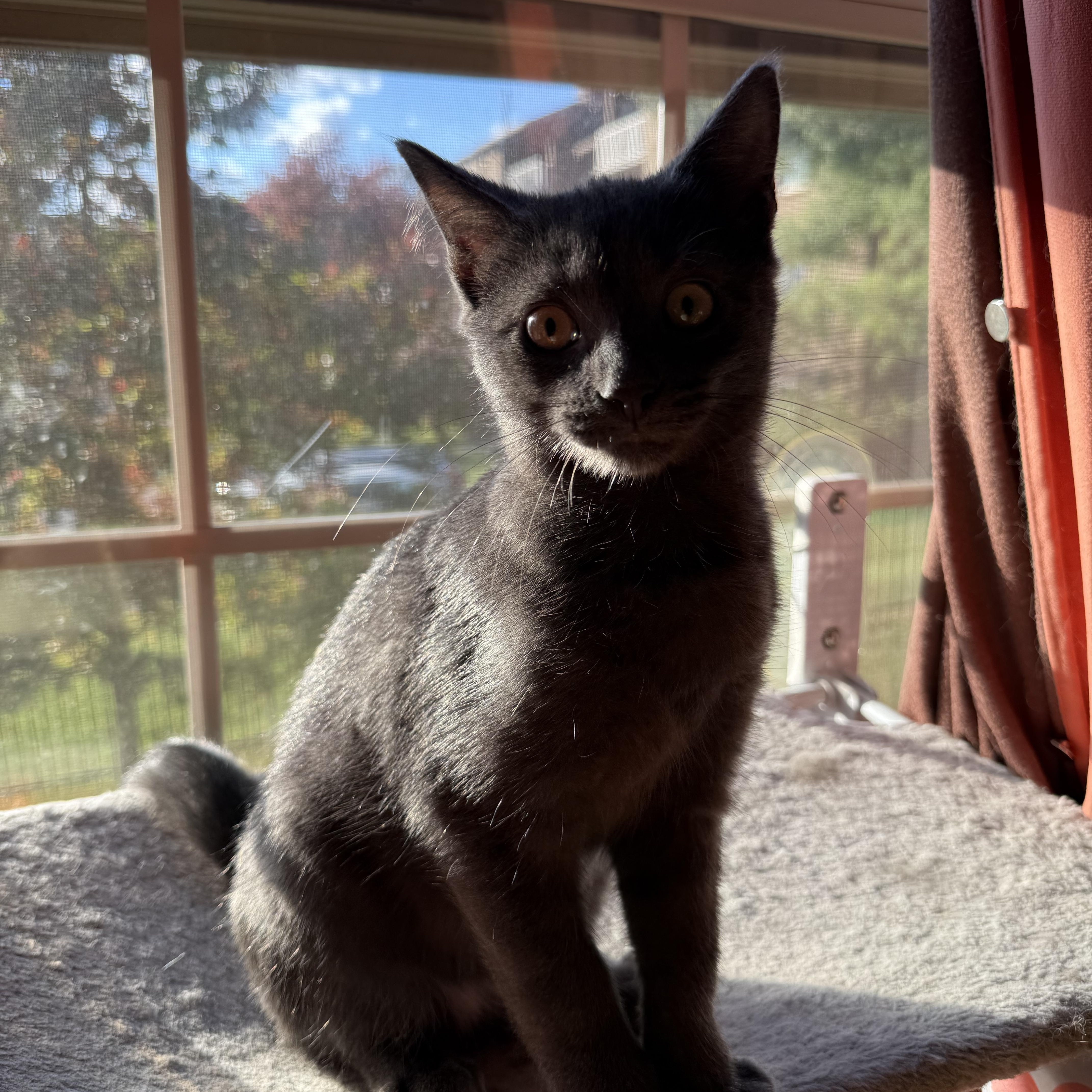 Enlarge Dutch, a Adoptable Domestic Short Hair in Beltsville, MD image 2/6