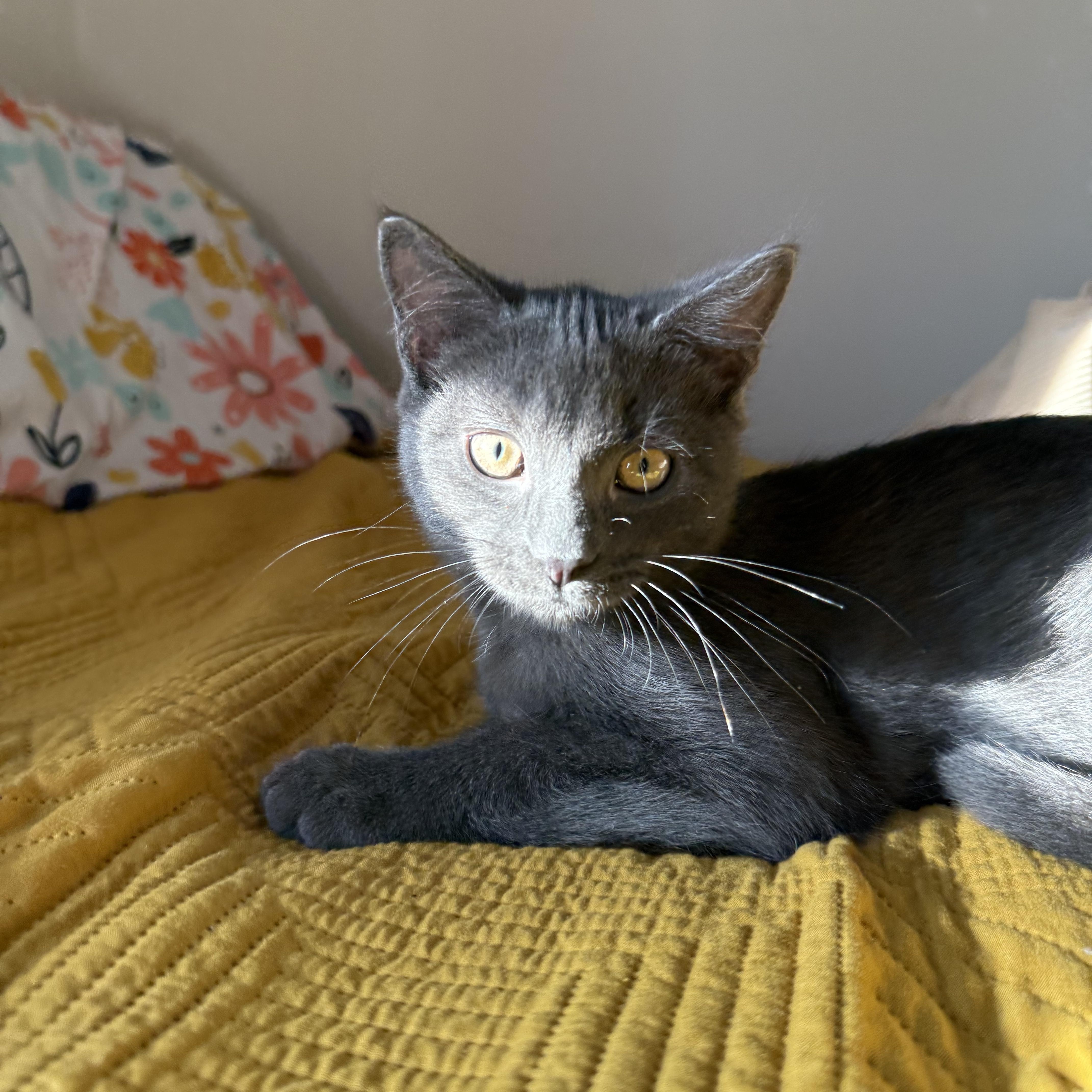 Dutch, Adoptable, Kitten Male Domestic Short Hair.