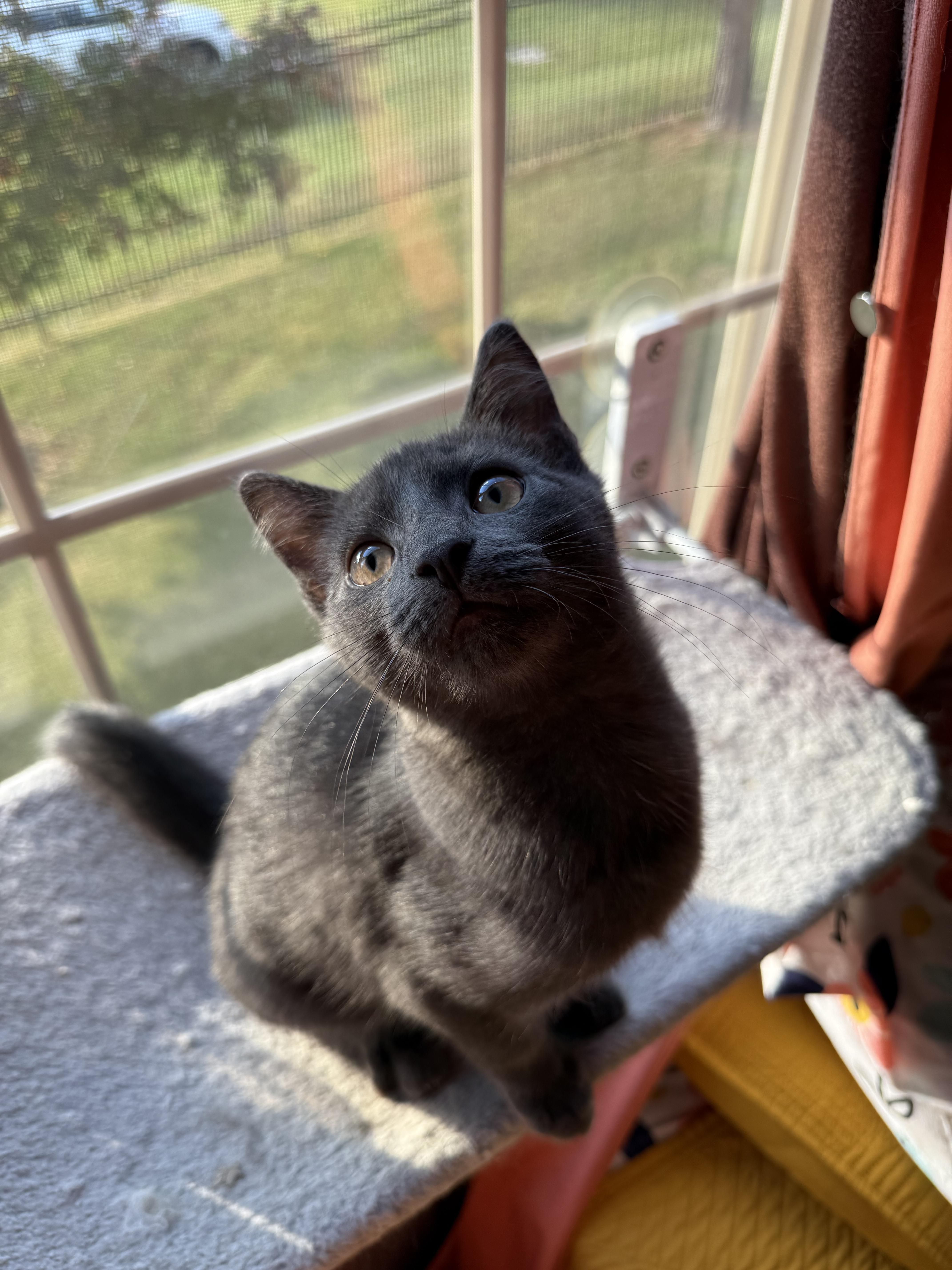 Enlarge Dutch, a Adoptable Domestic Short Hair in Beltsville, MD image 5/6