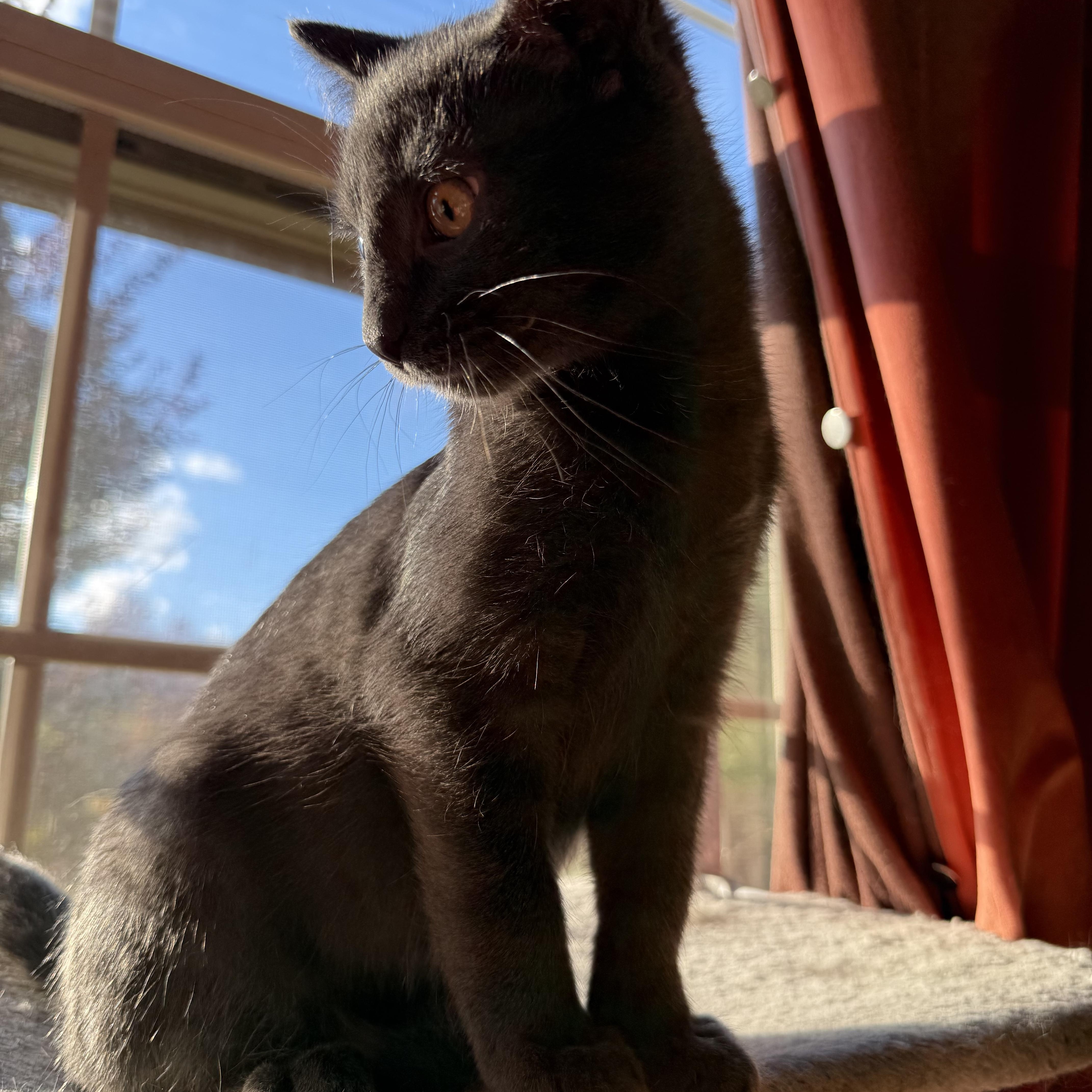 Enlarge Dutch, a Adoptable Domestic Short Hair in Beltsville, MD image 3/6