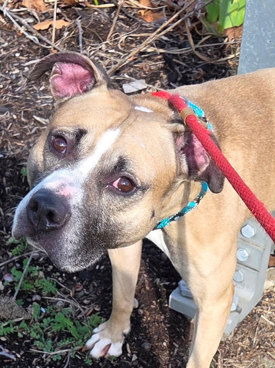 Whisper, ADOPTABLE, Adult Male Mixed Breed.