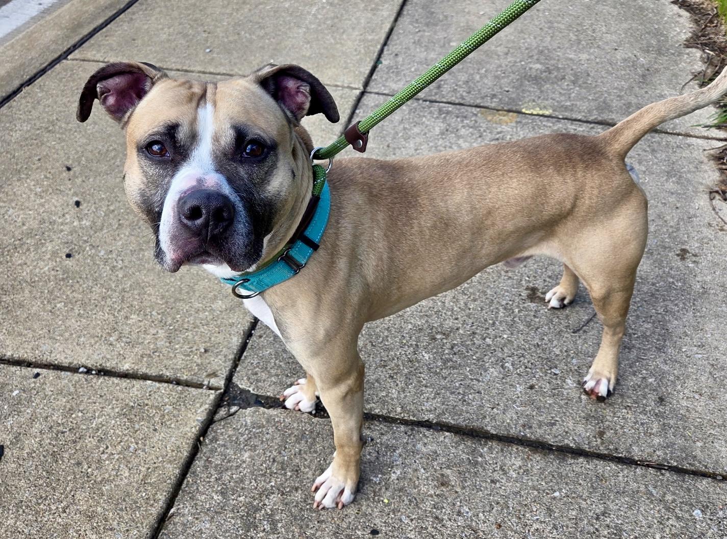 Enlarge Whisper, a ADOPTABLE Mixed Breed in McKeesport, PA image 4/5
