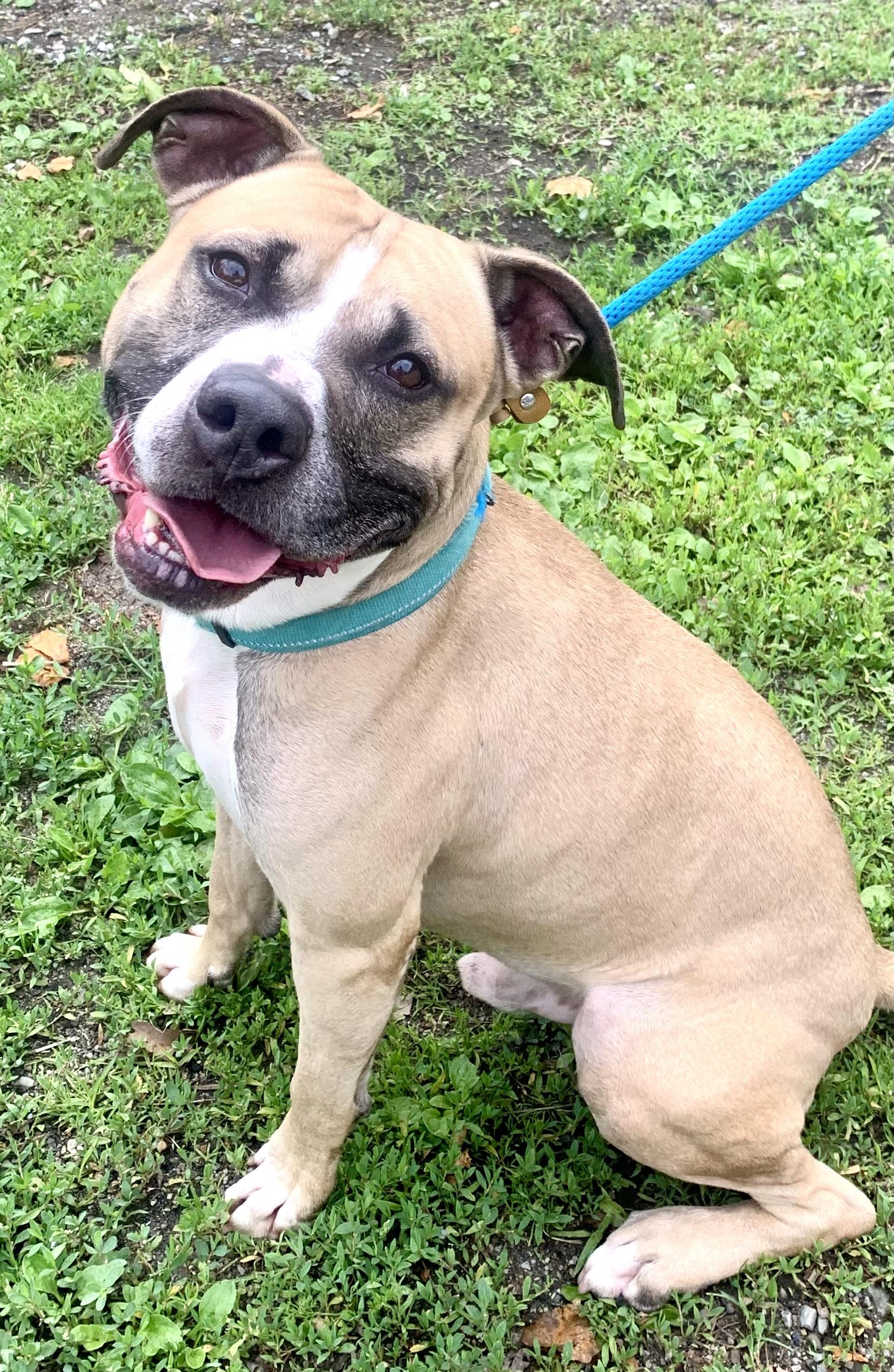 Whisper, ADOPTABLE, Young Male Mixed Breed.