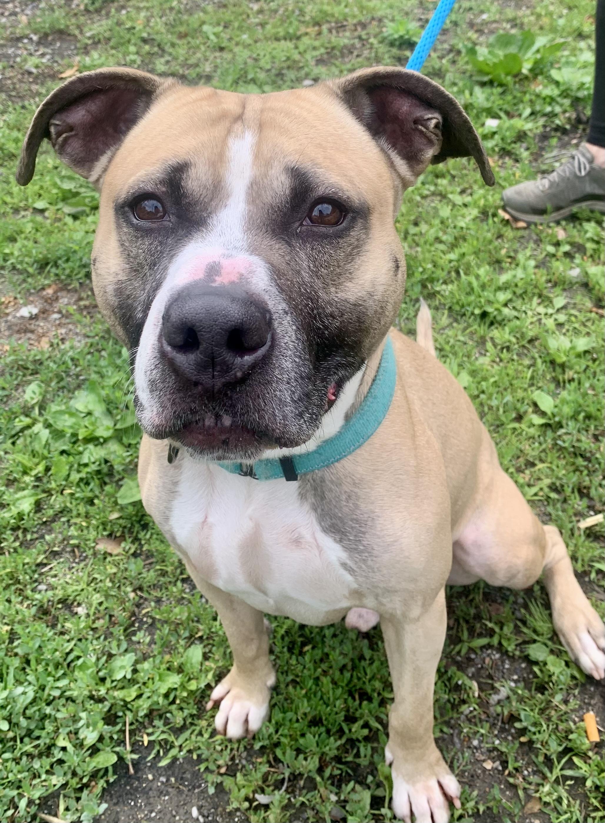 Enlarge Whisper, a ADOPTABLE Mixed Breed in McKeesport, PA image 4/6