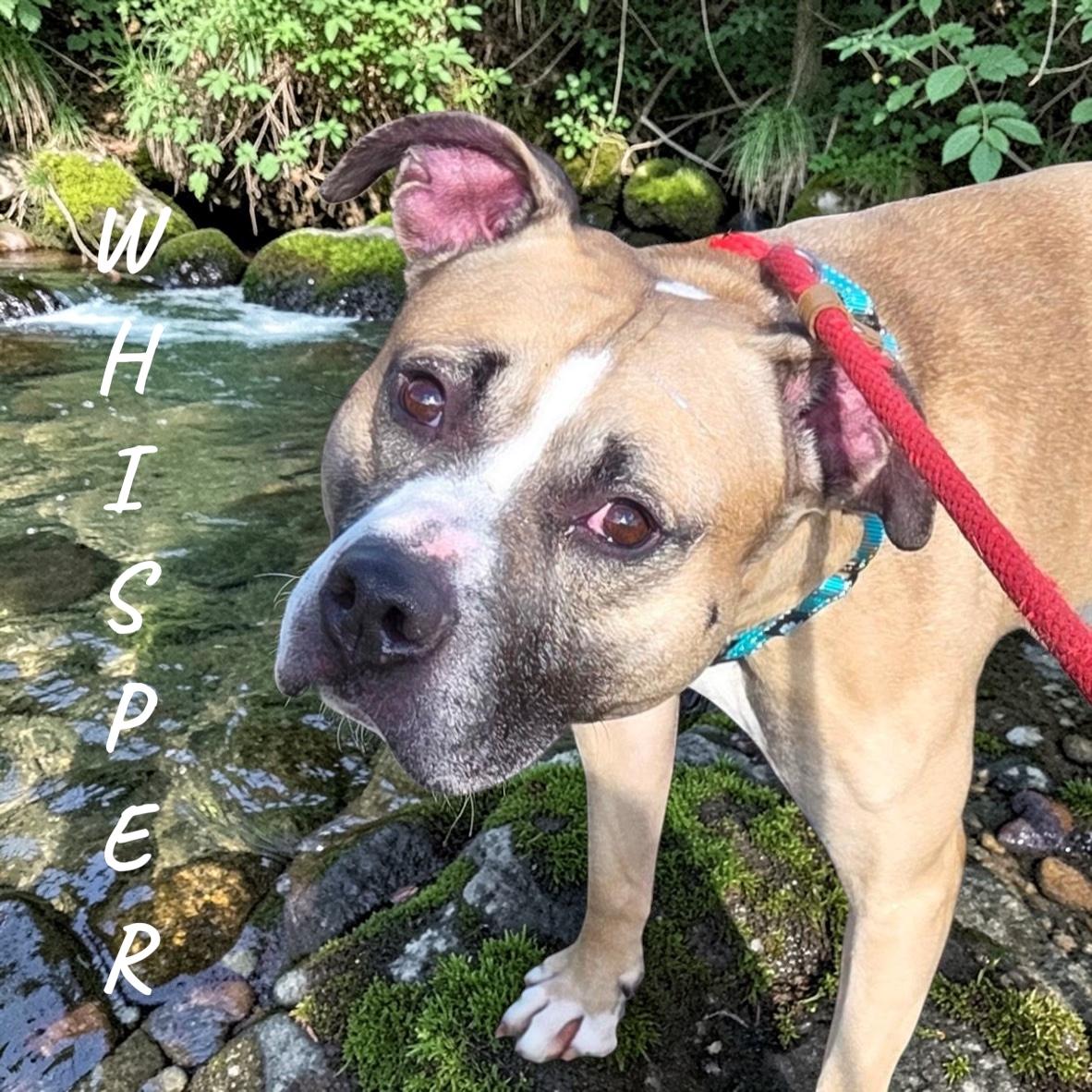 Whisper, ADOPTABLE, Adult Male Mixed Breed.