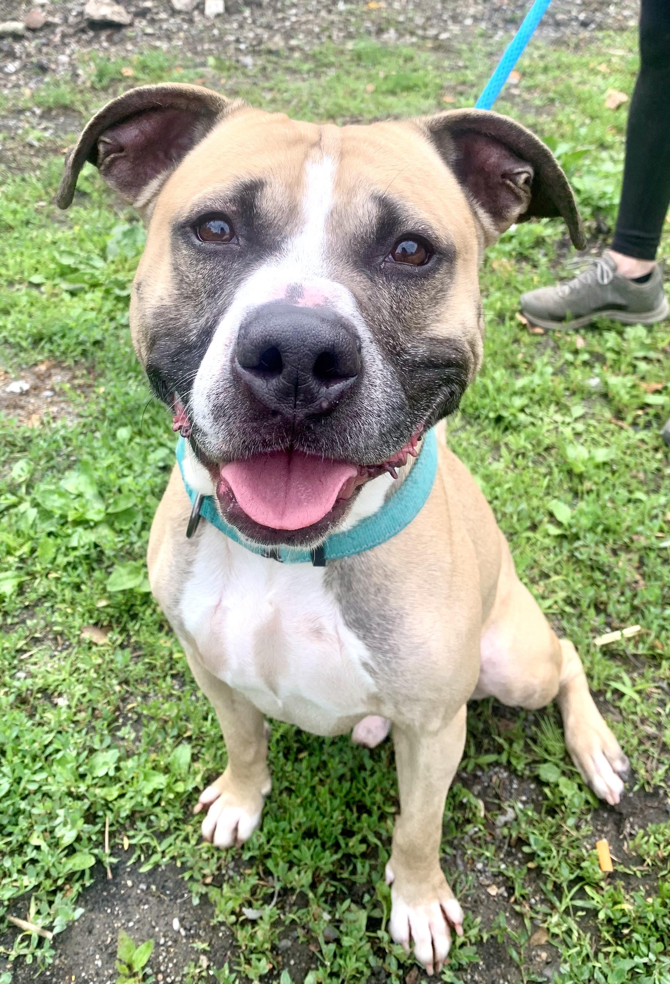Enlarge Whisper, a ADOPTABLE Mixed Breed in McKeesport, PA image 3/6