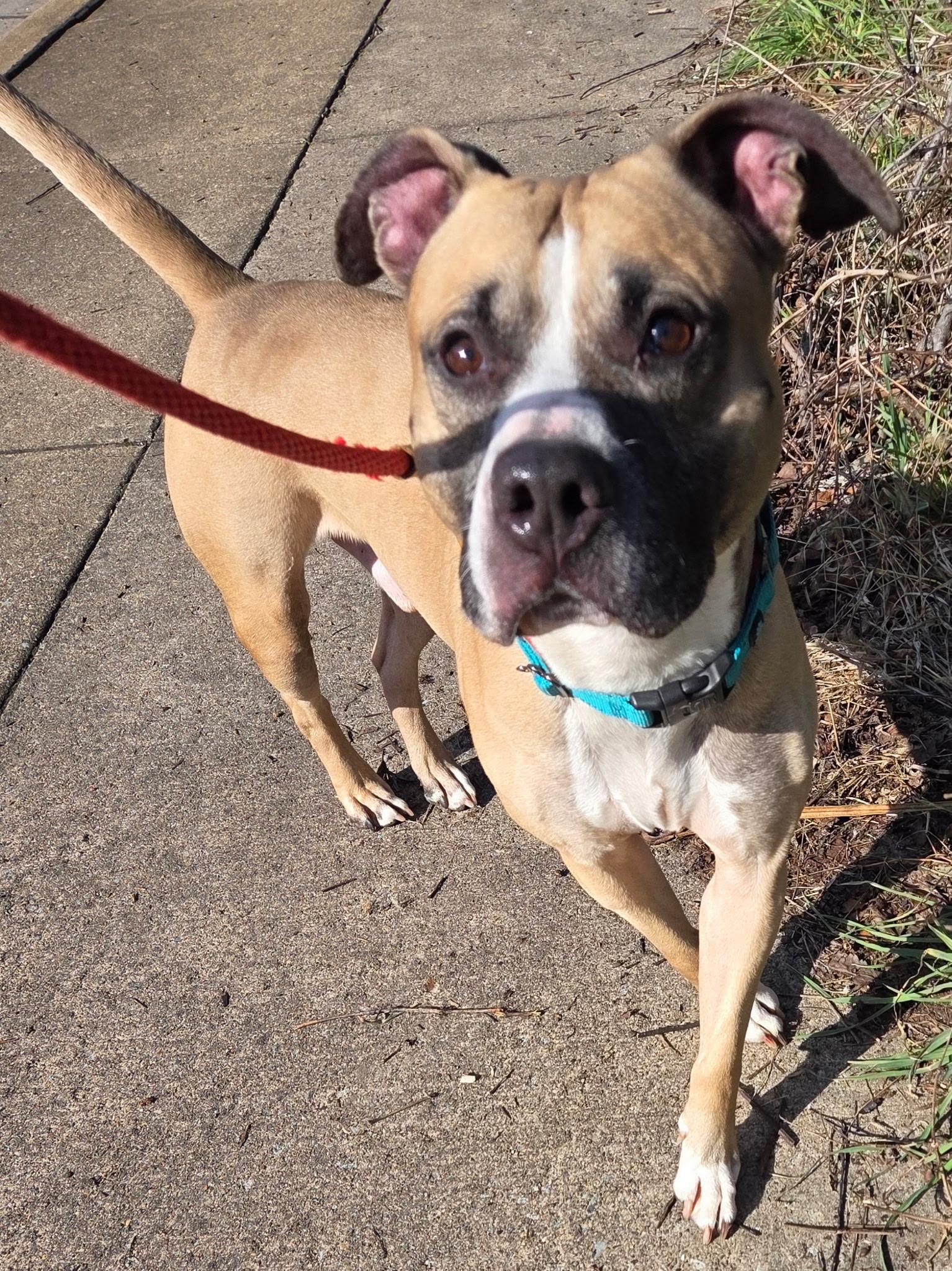 Enlarge Whisper, a ADOPTABLE Mixed Breed in McKeesport, PA image 3/3