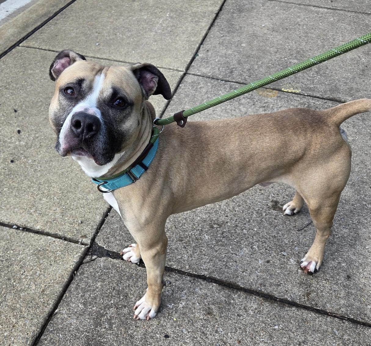 Enlarge Whisper, a ADOPTABLE Mixed Breed in McKeesport, PA image 5/5