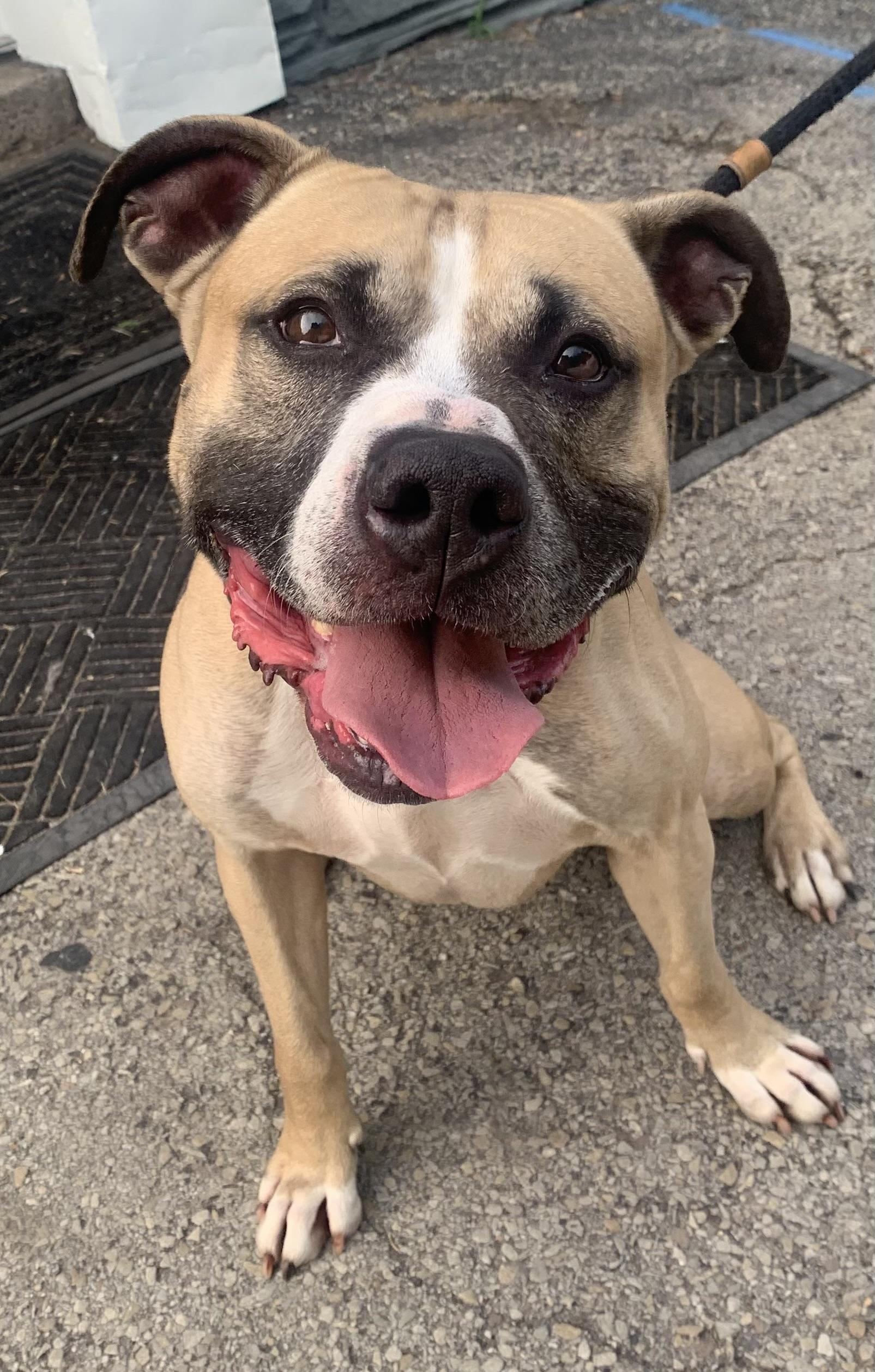 Enlarge Whisper, a ADOPTABLE Mixed Breed in McKeesport, PA image 5/6