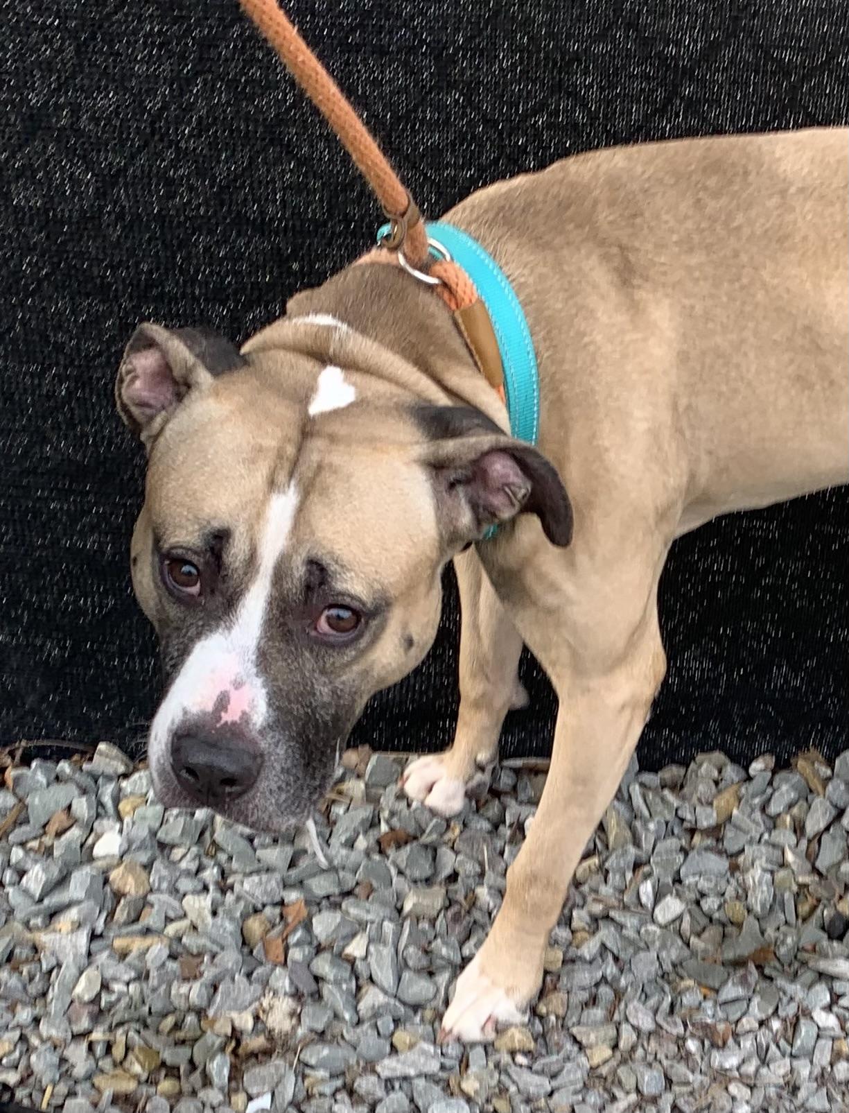 Enlarge Whisper, a ADOPTABLE Mixed Breed in McKeesport, PA image 2/3