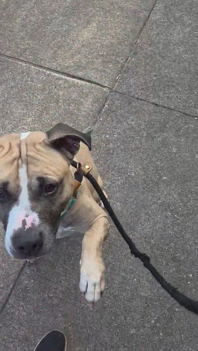 Enlarge Whisper, a ADOPTABLE Mixed Breed in McKeesport, PA video 6/6