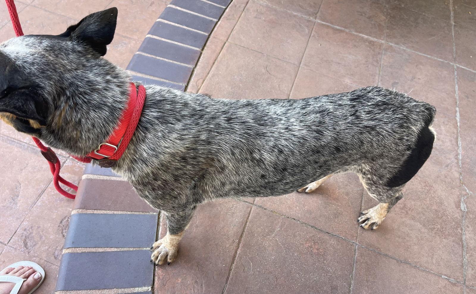 Enlarge Bandit, a Adopted Australian Cattle Dog / Blue Heeler in Estacada, OR image 1/4