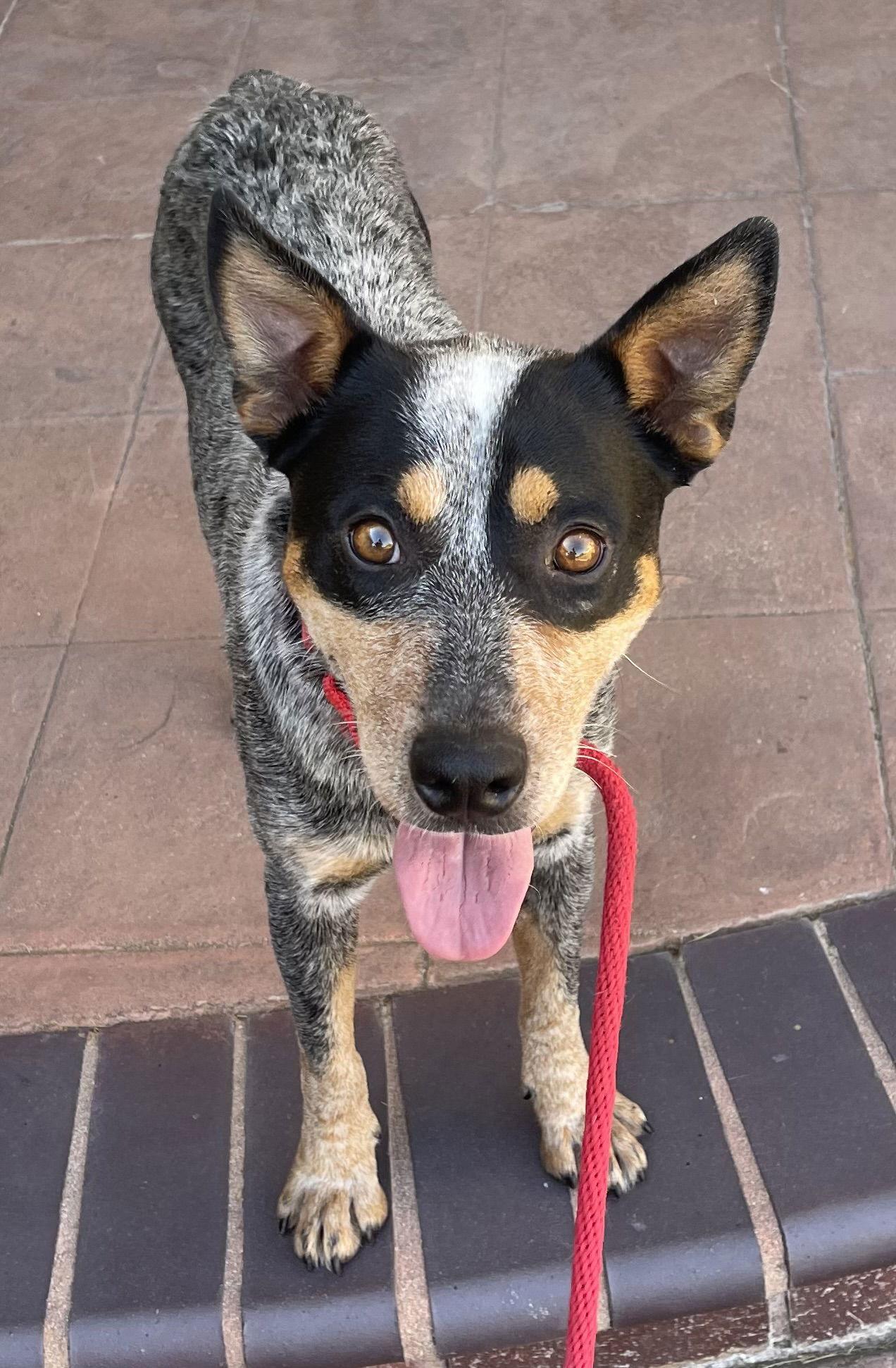 Enlarge Bandit, a Adopted Australian Cattle Dog / Blue Heeler in Estacada, OR image 2/4