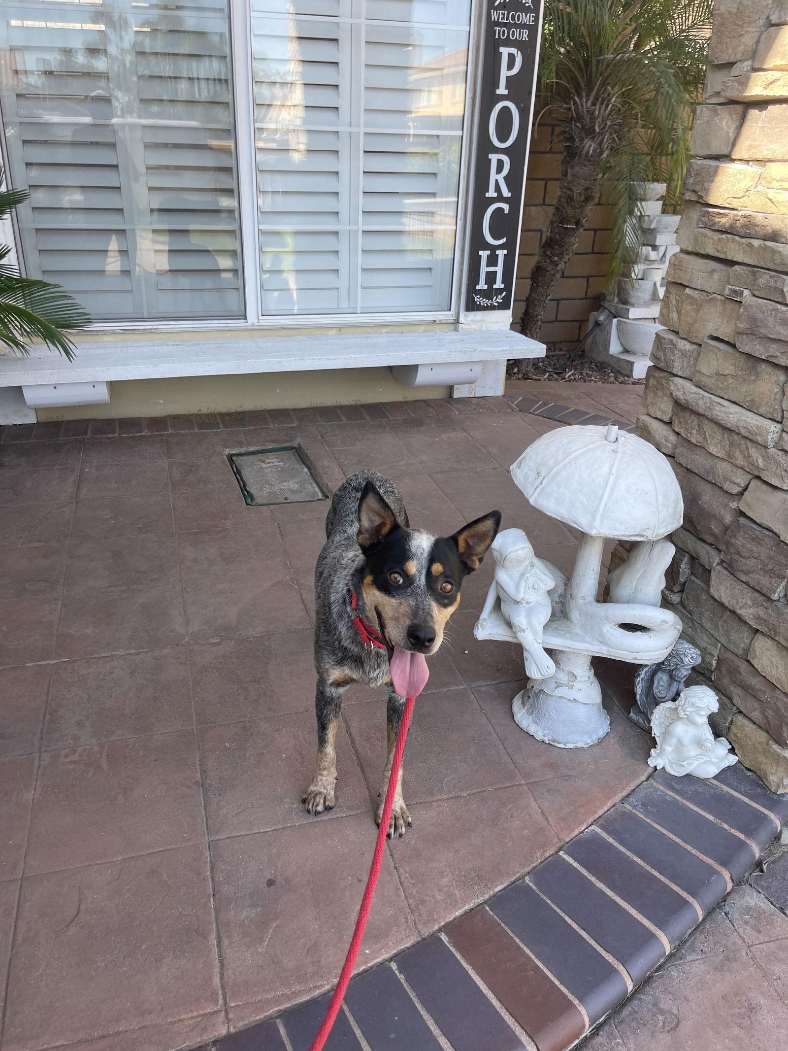 Enlarge Bandit, a Adopted Australian Cattle Dog / Blue Heeler in Estacada, OR image 3/4