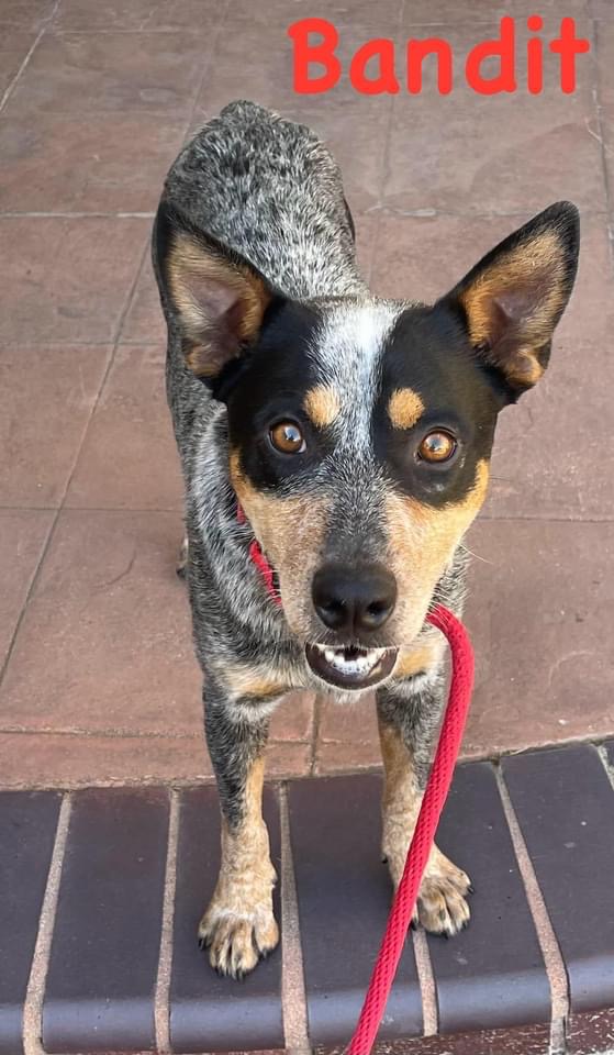 Bandit photo 2