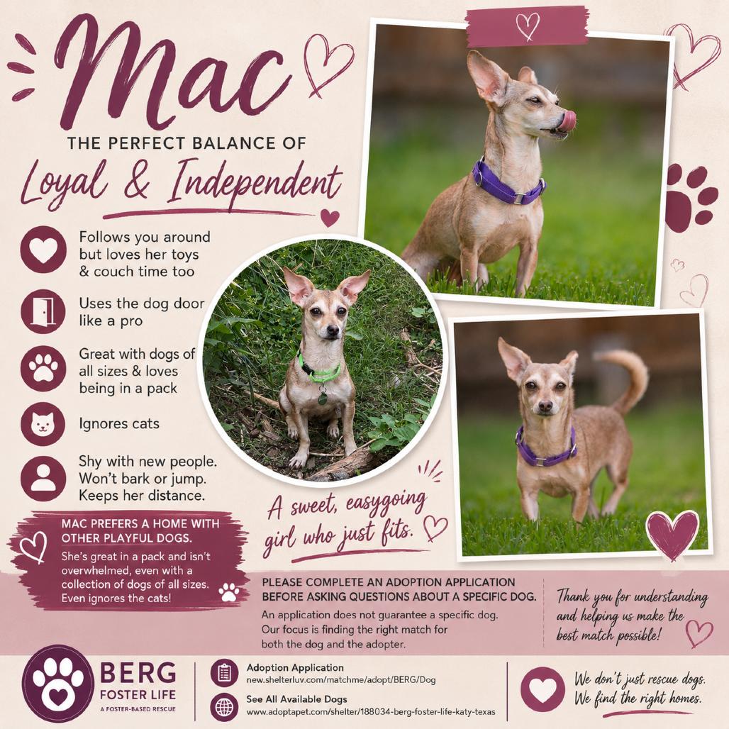 Mac, Adoptable, Adult Female Chihuahua.