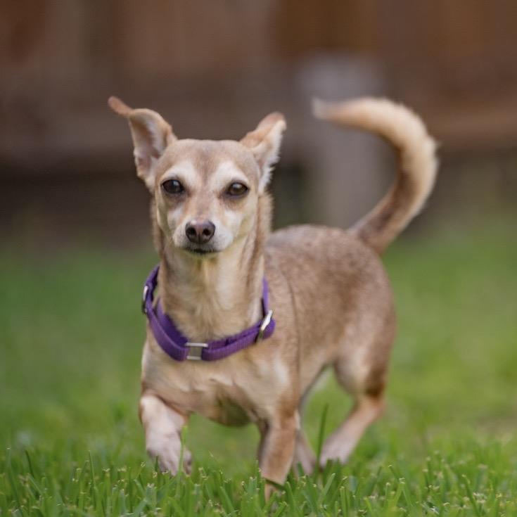Mac, a Adoptable Chihuahua in Katy, TX image 2/6