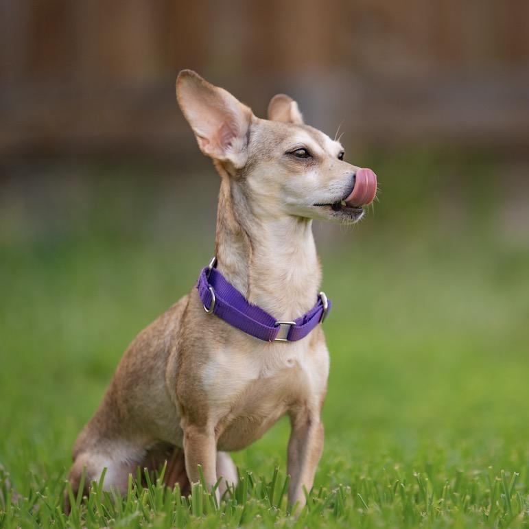 Mac, a Adoptable Chihuahua in Katy, TX image 4/6