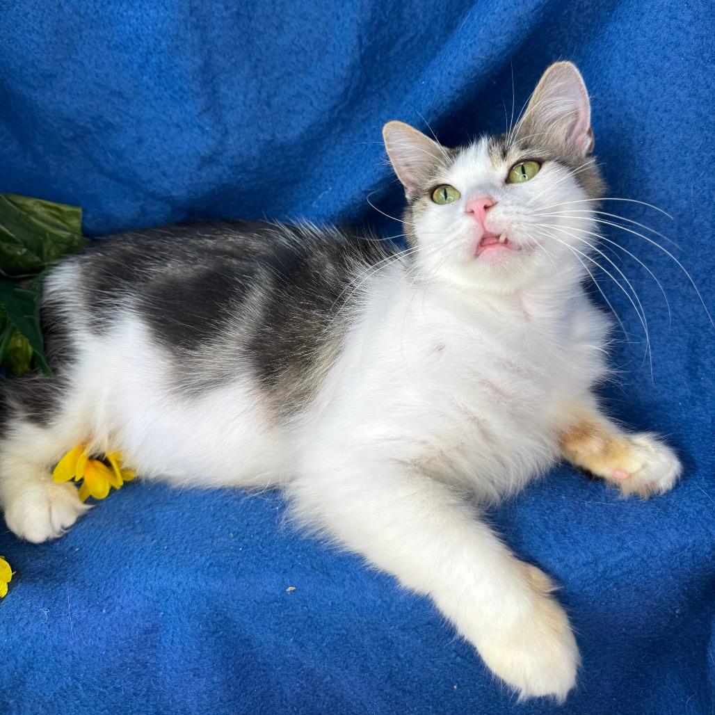 Quartz, Adoptable, Adult Female Norwegian Forest Cat & Persian.