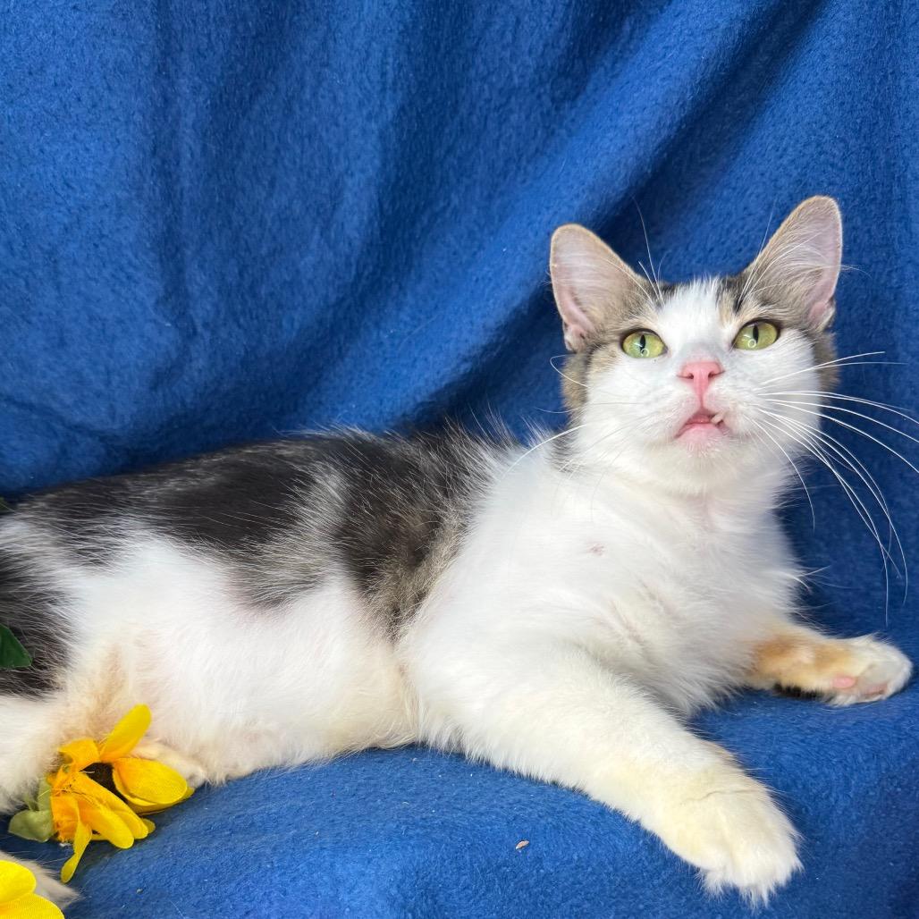 Enlarge Quartz, a Adoptable mixed breed in Mount Vernon, IL image 2/6