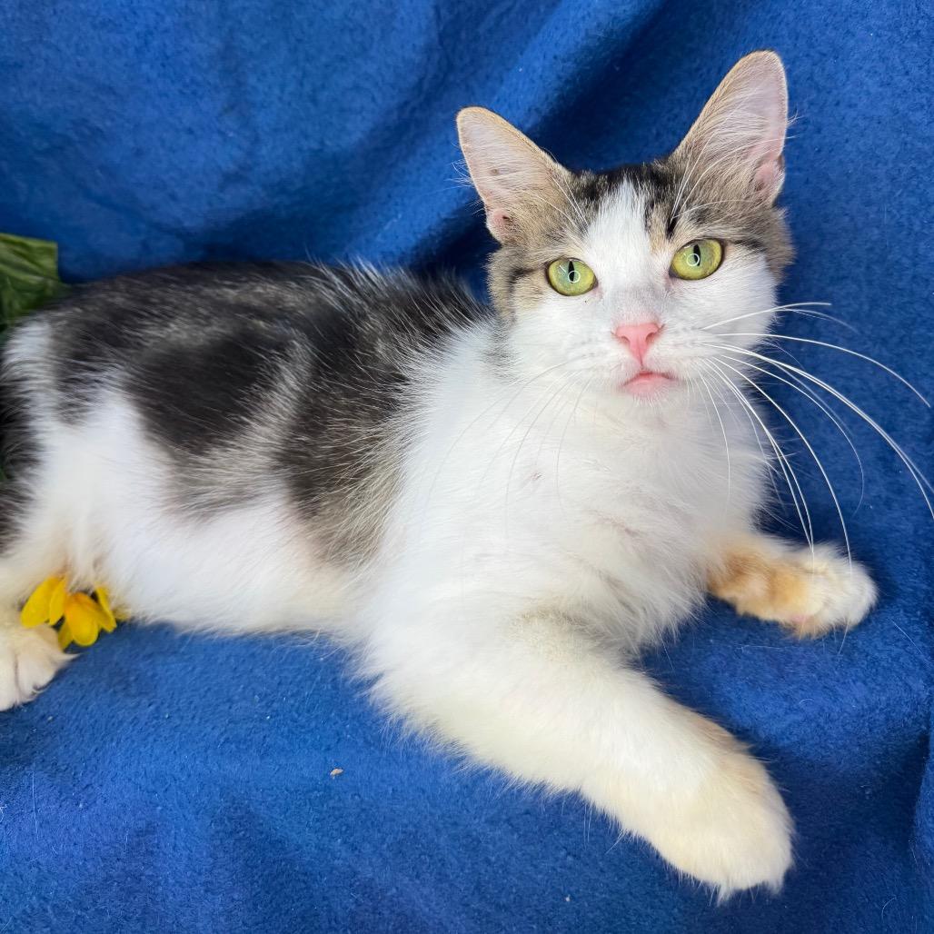 Enlarge Quartz, a Adoptable mixed breed in Mount Vernon, IL image 3/6