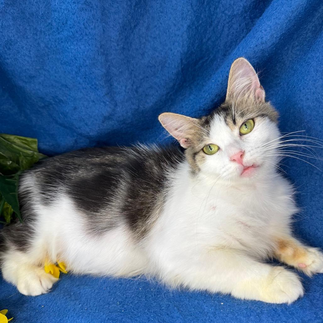 Enlarge Quartz, a Adoptable mixed breed in Mount Vernon, IL image 4/6