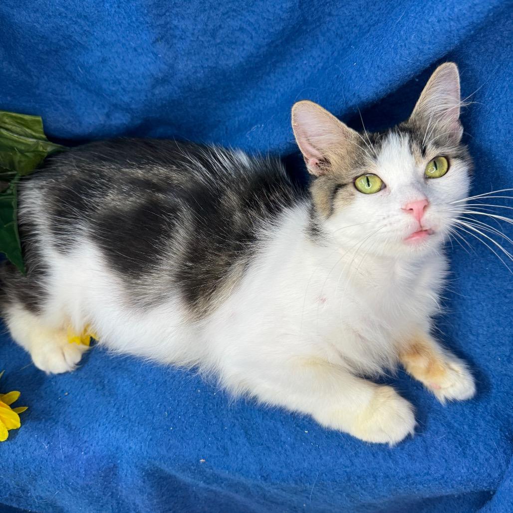 Enlarge Quartz, a Adoptable mixed breed in Mount Vernon, IL image 5/6