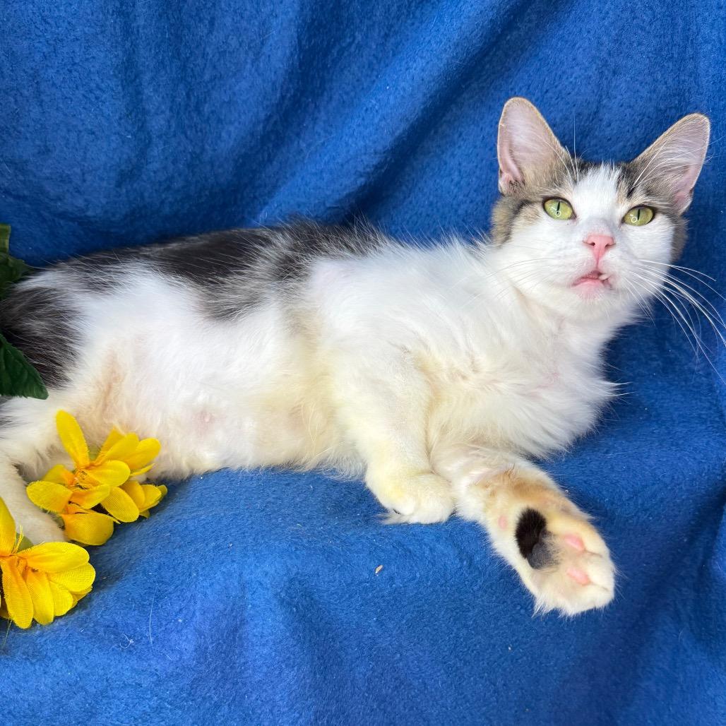 Enlarge Quartz, a Adoptable mixed breed in Mount Vernon, IL image 6/6