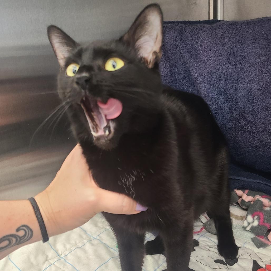 Basboosa, Adoptable, Adult Female Domestic Short Hair.