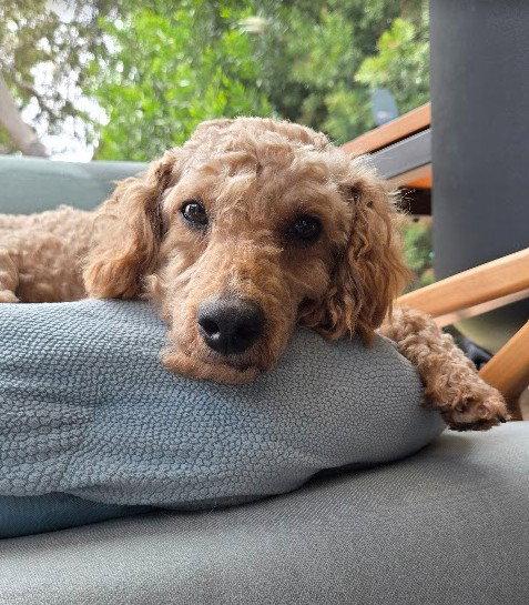 Sushi, Adoptable, Adult Male Poodle.