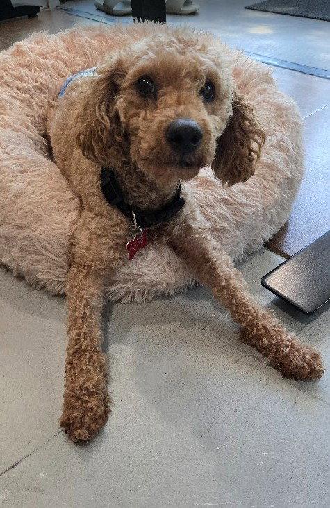 Sushi, a Adoptable Poodle in San Diego, CA image 2/3