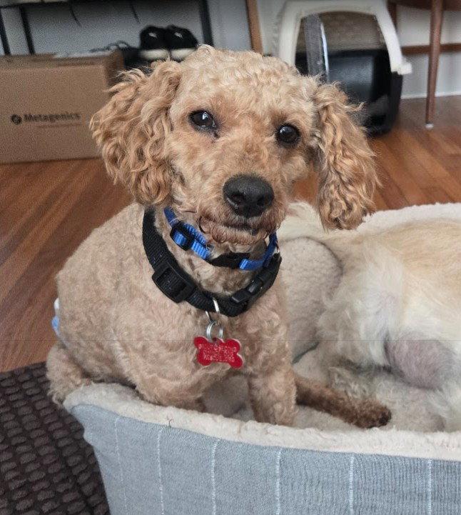 Sushi, a Adoptable Poodle in San Diego, CA image 3/3