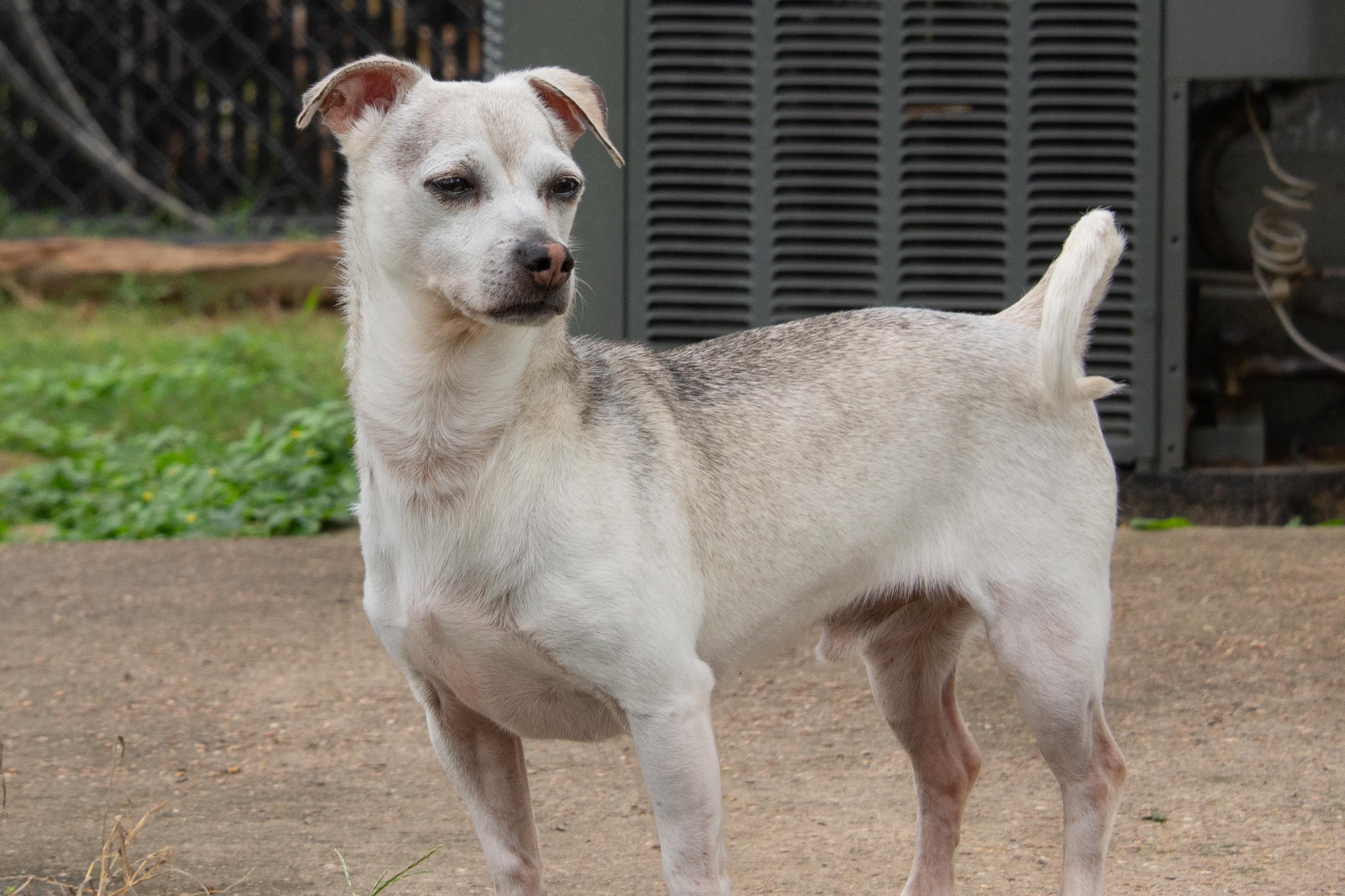 Enlarge Graham, a Adoptable Chihuahua in Richmond, TX image 2/3