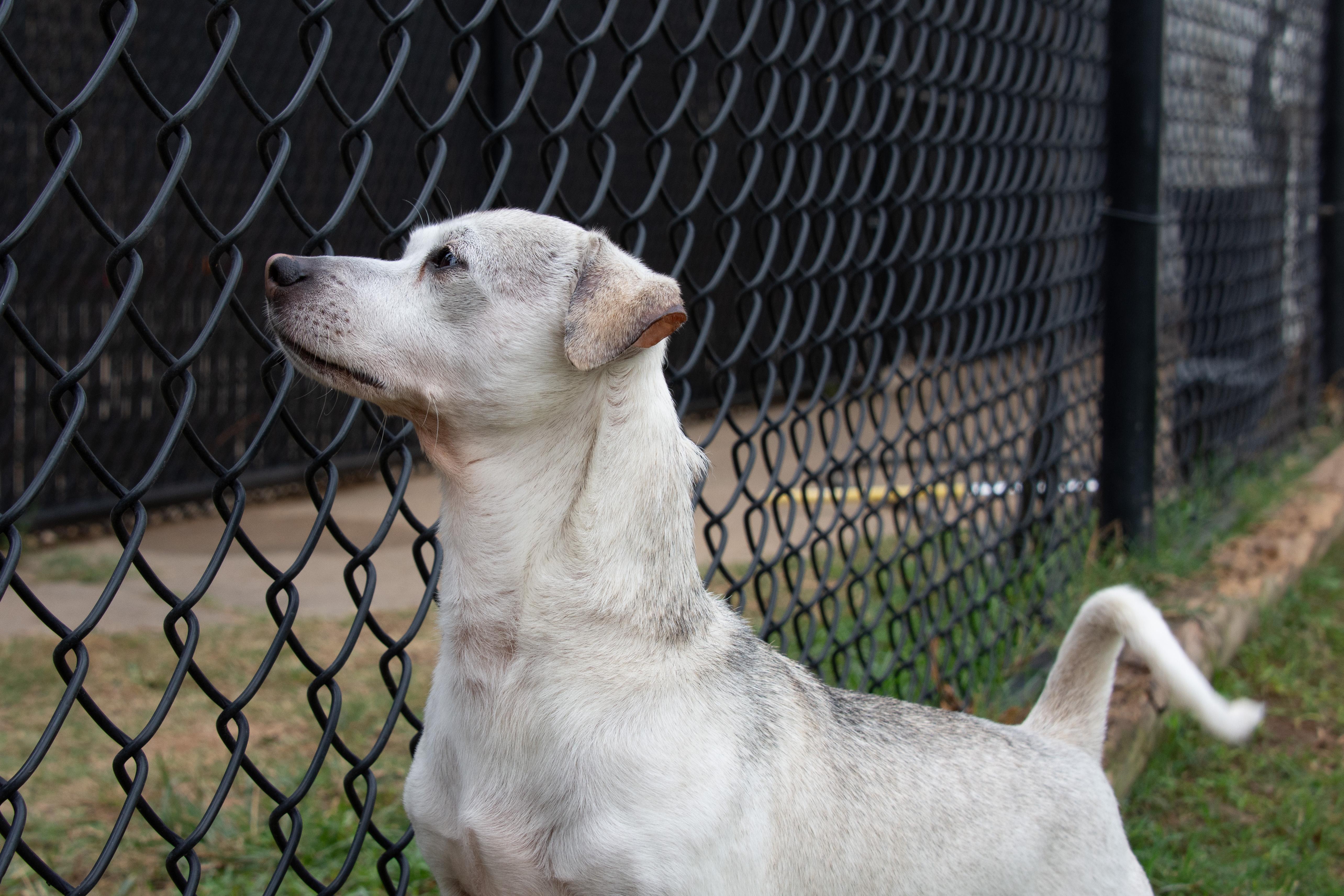 Enlarge Graham, a Adoptable Chihuahua in Richmond, TX image 3/3