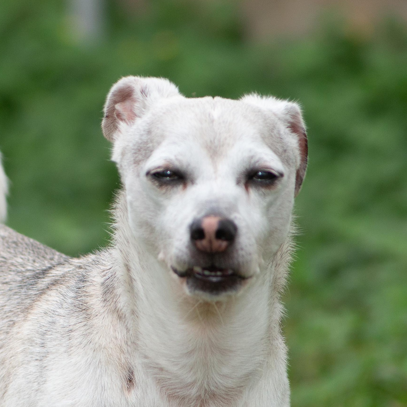 Graham, Adoptable, Adult Male Chihuahua.