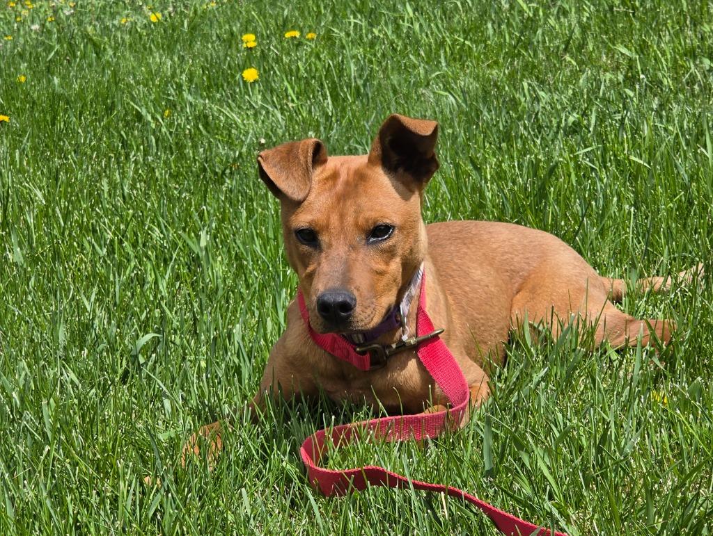 Rebel, Adoptable, Puppy Female Rhodesian Ridgeback.