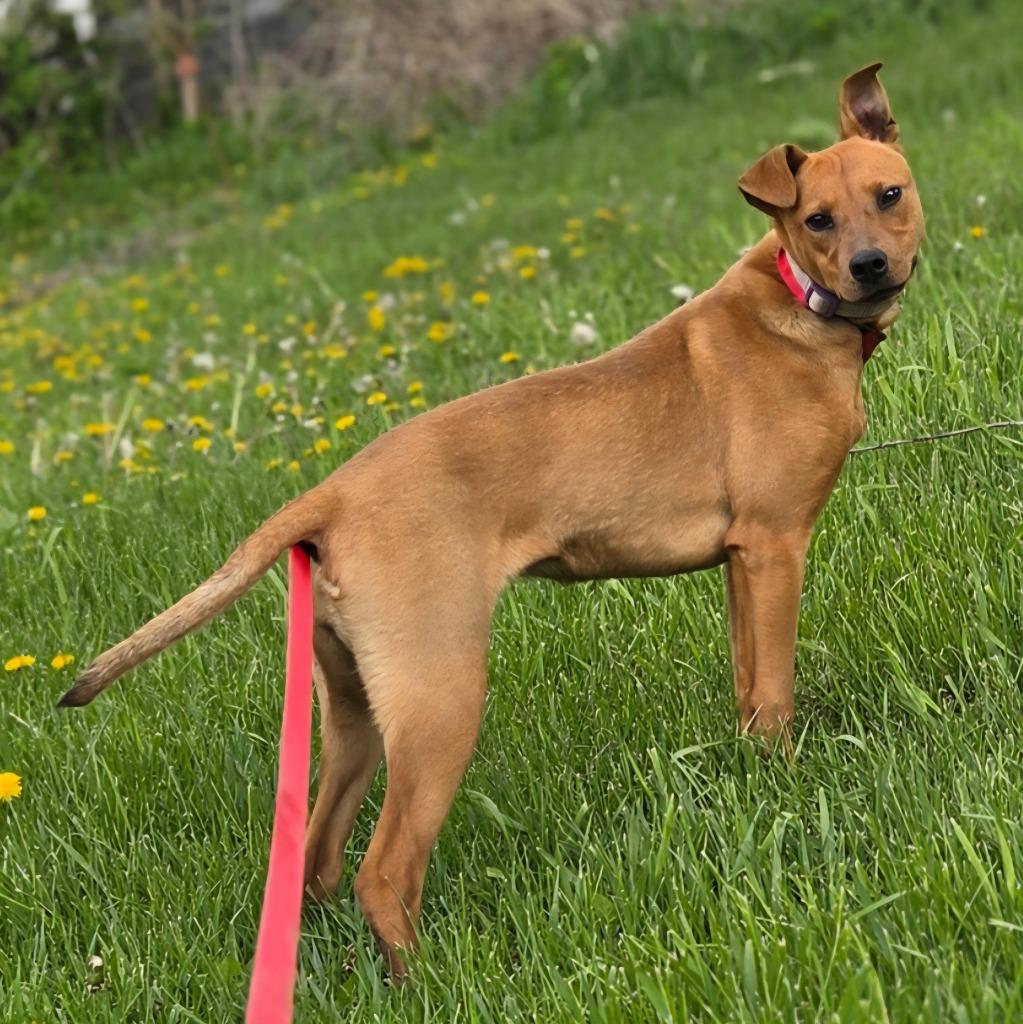 Enlarge Rebel, a Adoptable mixed breed in Viroqua, WI image 2/3