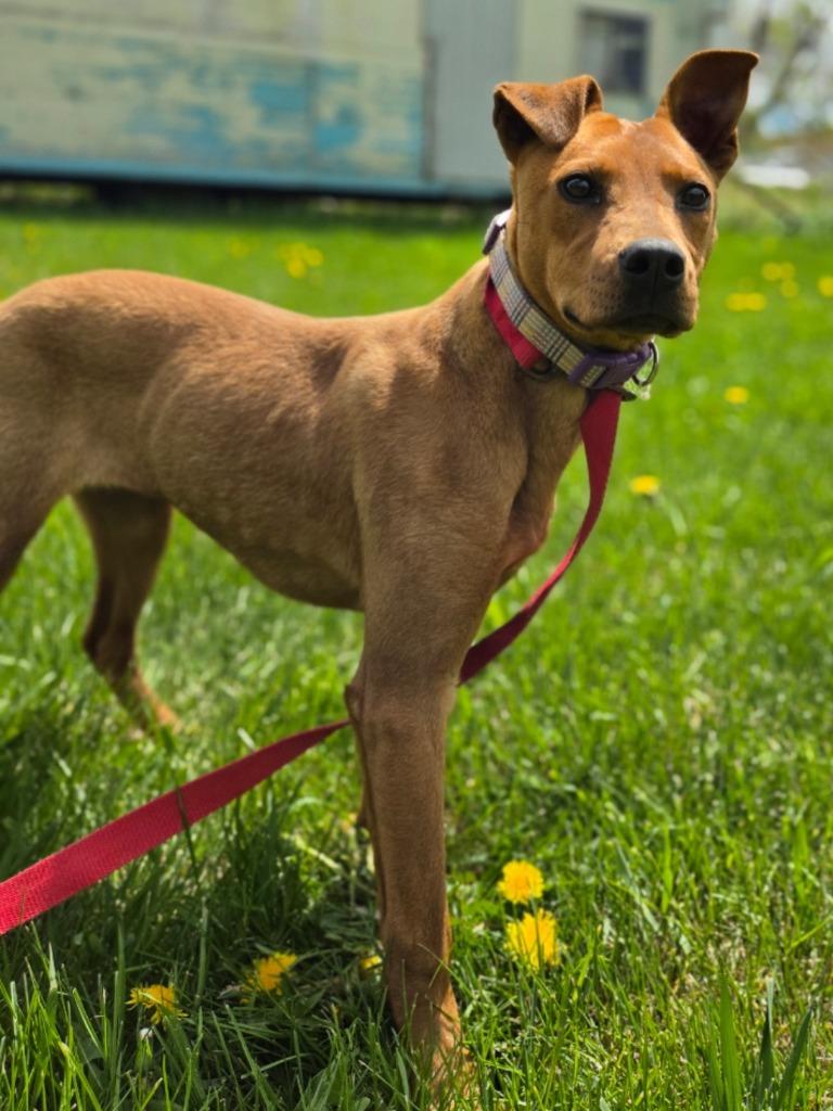 Enlarge Rebel, a Adoptable mixed breed in Viroqua, WI image 3/3