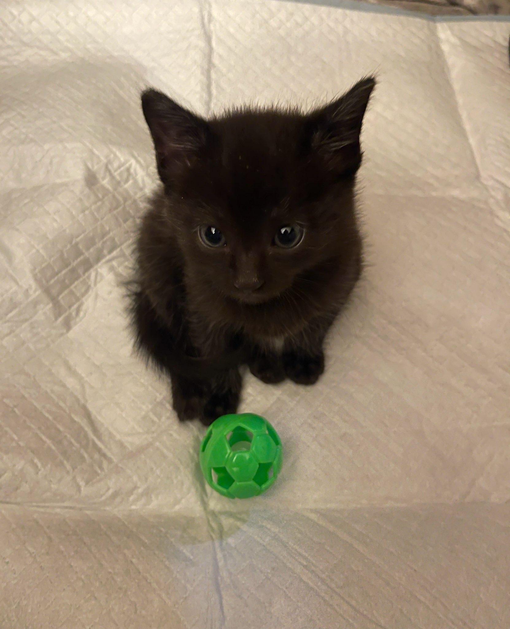 Enlarge Mr. Maple & Miss Ash BONDED, an adopted mixed breed in North Grosvenordale, CT image 2/6