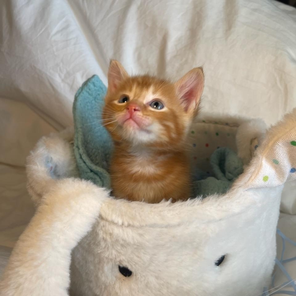 Enlarge Mr. Maple & Miss Ash BONDED, an adopted mixed breed in North Grosvenordale, CT image 4/6