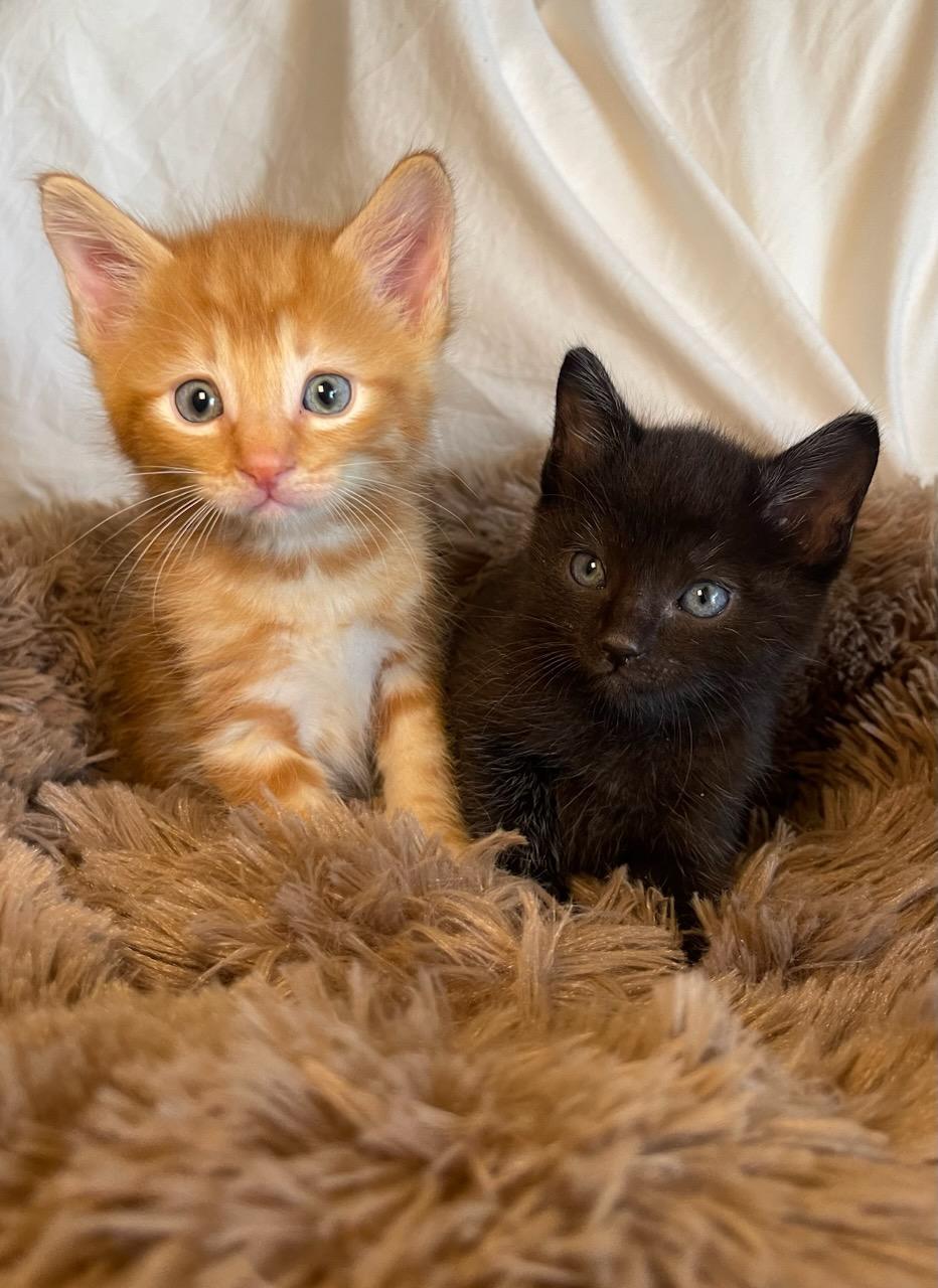 Enlarge Mr. Maple & Miss Ash BONDED, an adopted mixed breed in North Grosvenordale, CT image 1/6