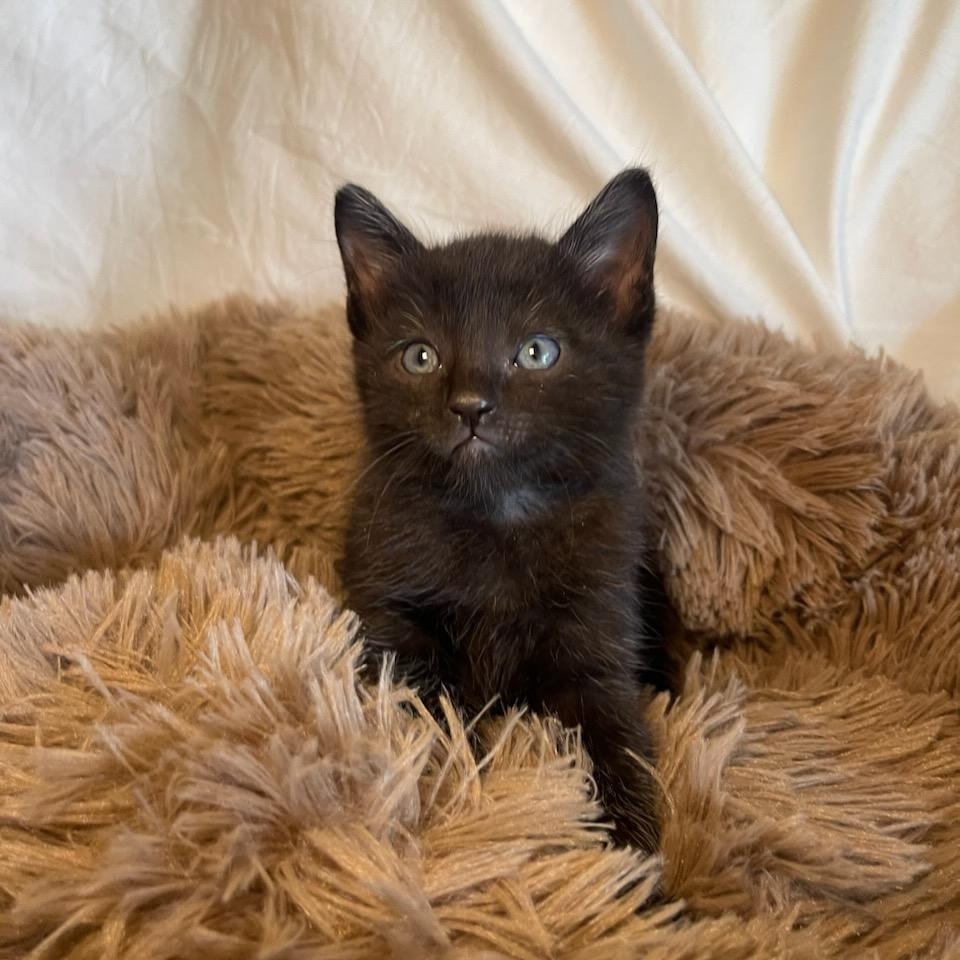 Enlarge Mr. Maple & Miss Ash BONDED, an adopted mixed breed in North Grosvenordale, CT image 6/6