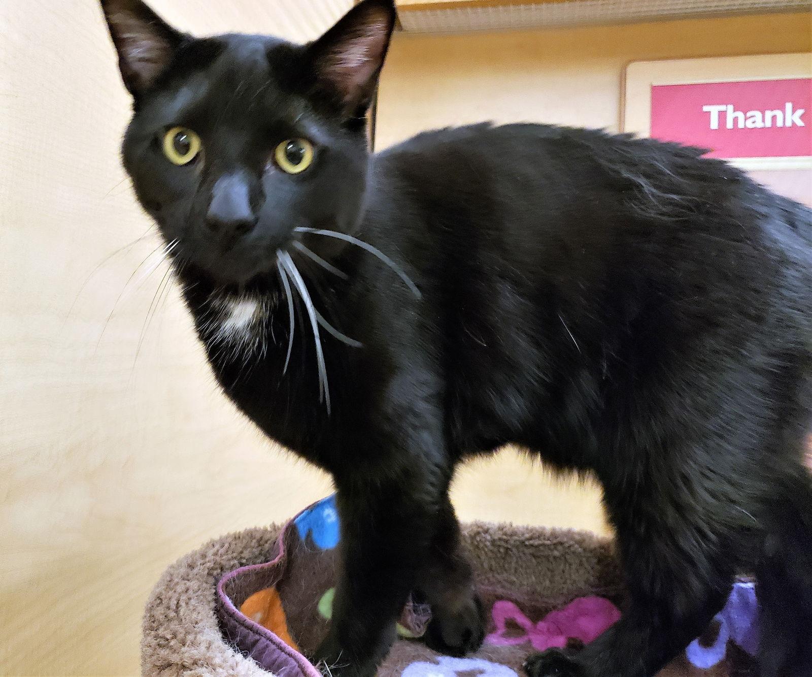 Obi-Wan Catnobi, Adoptable, Adult Male Domestic Short Hair & American Bobtail.