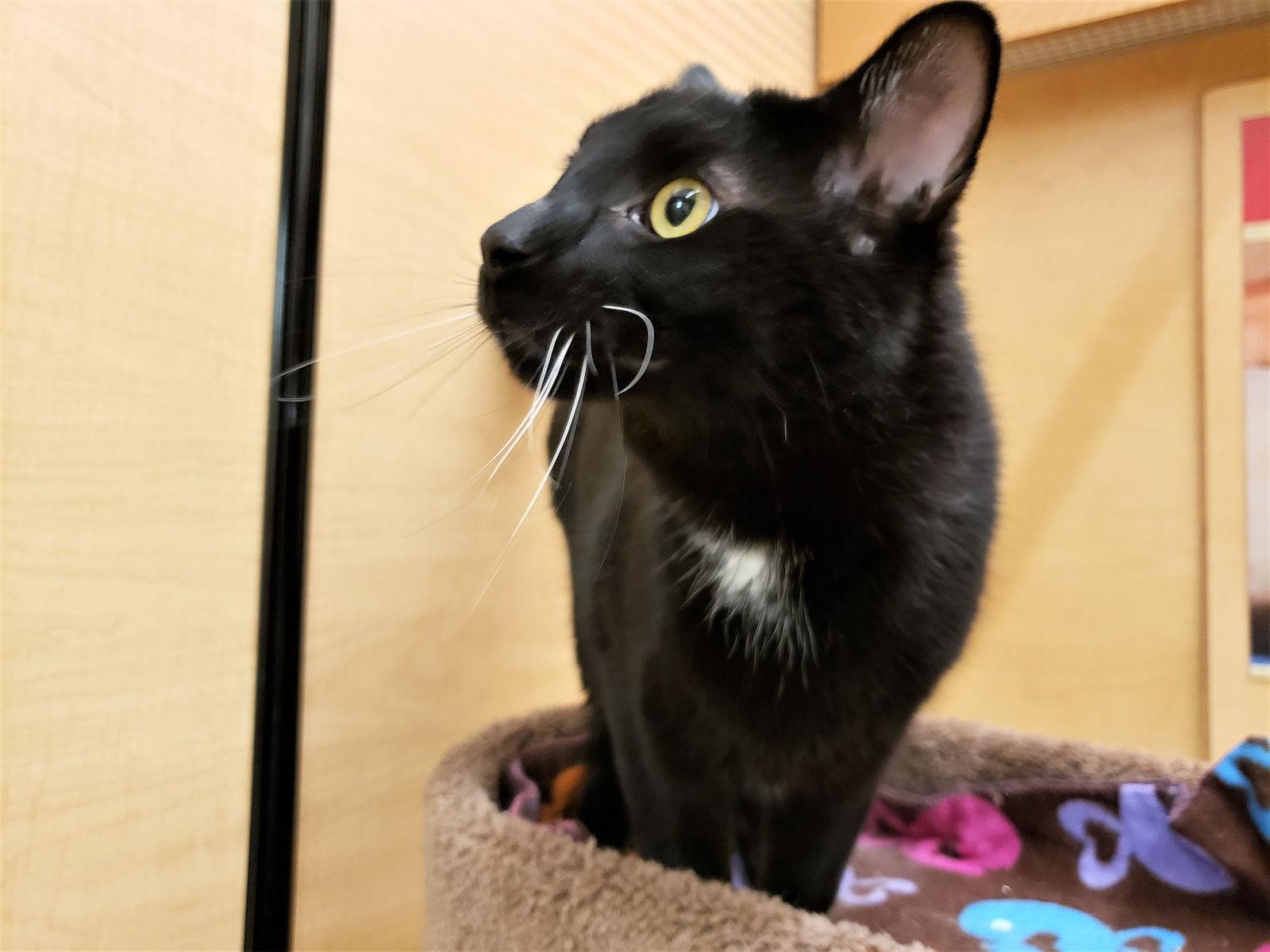 Enlarge Obi-Wan Catnobi, a Adoptable mixed breed in Cincinnati, OH image 2/3